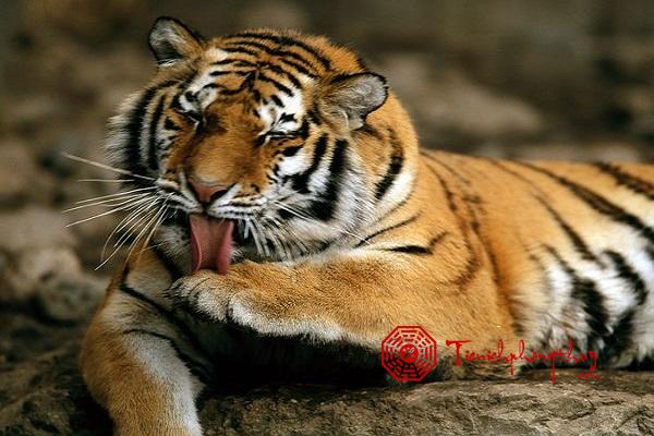 Nằm ngủ mơ gặp hổ, cọp là điềm báo gì, lành hay dữ, các con số may mắn liên quan 1 Nằm ngủ mơ gặp hổ, cọp là điềm báo gì, lành hay dữ, các con số may mắn liên quan